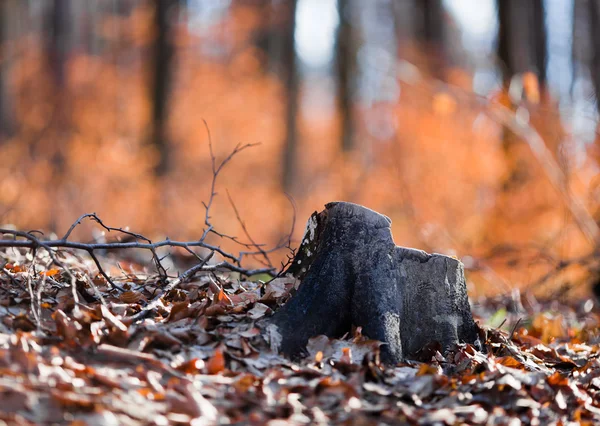 Tree stump — Stock Photo, Image