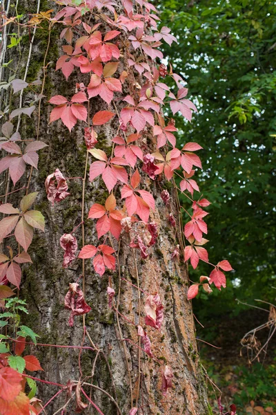 Φύλλα κισσού autum κόκκινο — Φωτογραφία Αρχείου