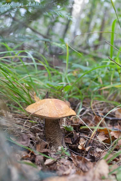 Leccinum — Stock Photo, Image