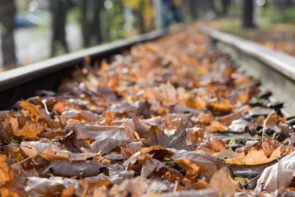 Ferrocarril con hojas de otoño — Foto de Stock