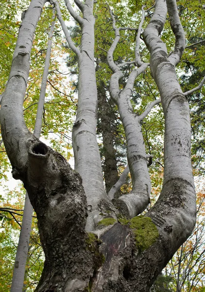 Gnarled beech tree Stock Photo