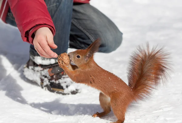 다람쥐 먹이 — 스톡 사진