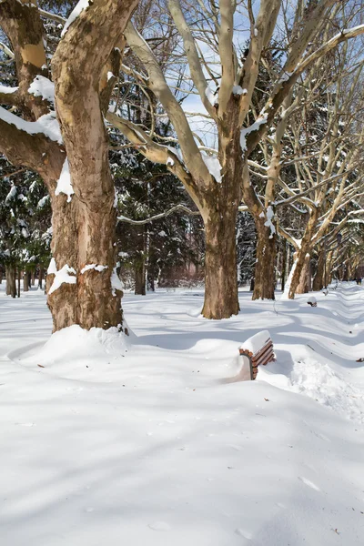 Parco cittadino in inverno — Foto Stock