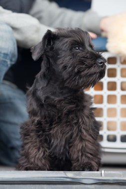minyatür schnauzer