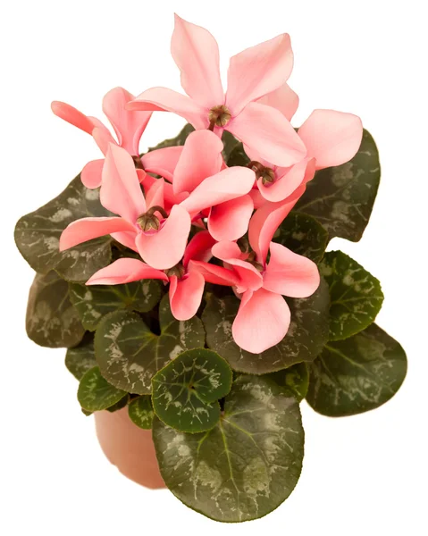 Cyclamen — Stockfoto