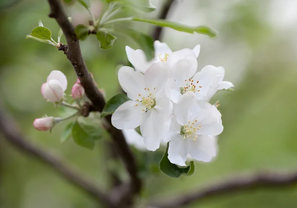 Primavera flor de árvore de maçã — Fotografia de Stock