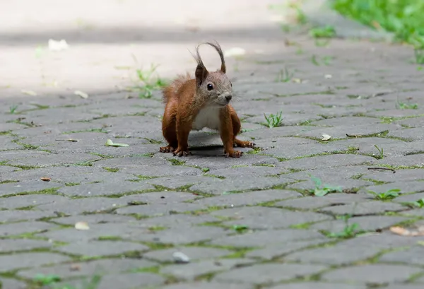 Red squirrel — Stock Photo, Image