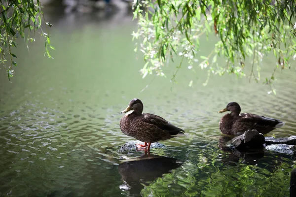 公園で羽のアヒル — ストック写真