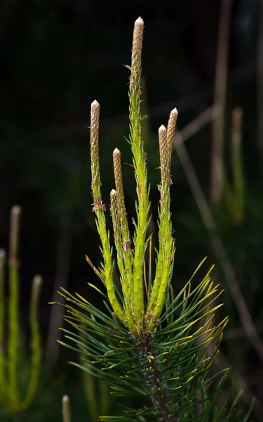 Pine knoppar Stockfoto