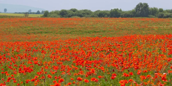 Poppy field — Stock Photo, Image