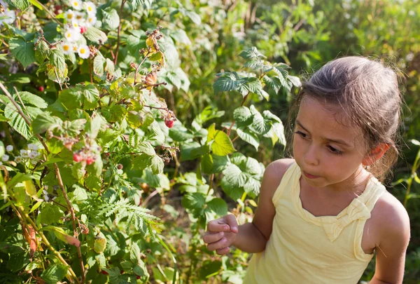 Little girl  and raspberries — Stock Photo, Image