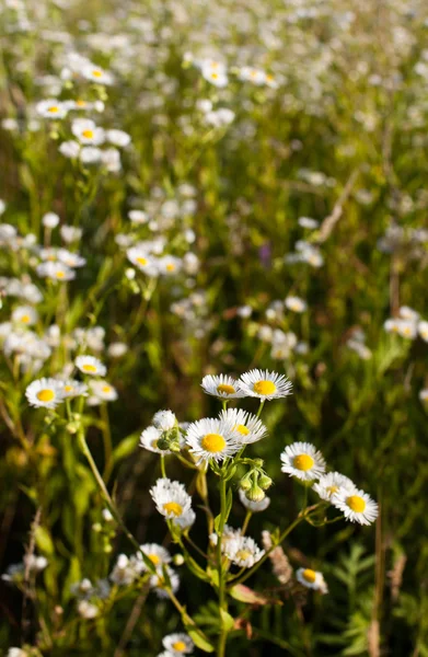 Weiße Gänseblümchen Stockbild