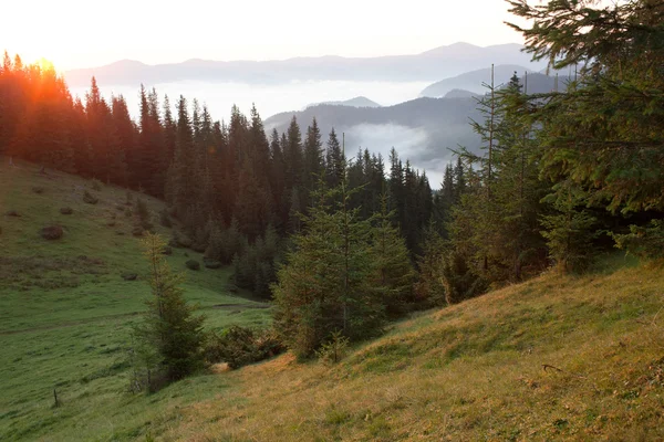 Summer sunrise — Stock Photo, Image