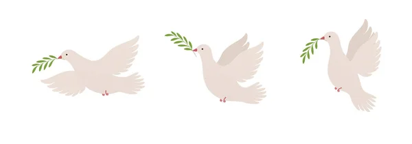 Flying Dove Olive Branch Different Positions Symbol Peace Pigeon Sign — Stock Vector