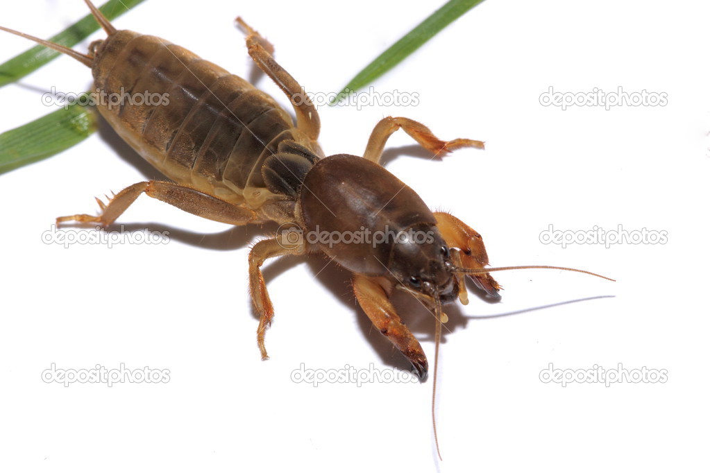Australian Mole Cricket — Stock Photo © Kez53 33606949