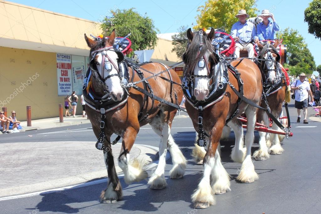 Clydesdale horses in harness on street parade Stock Editorial Photo