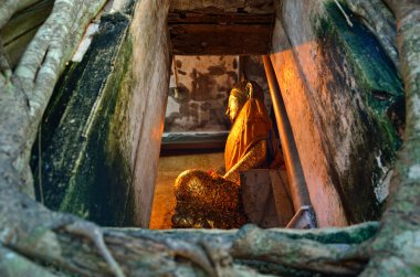 banyan tree Tapınağı