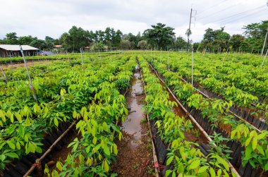 kauçuk ağacı kreş