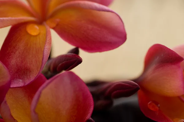 Frangipani and polished stone — Stock Photo, Image