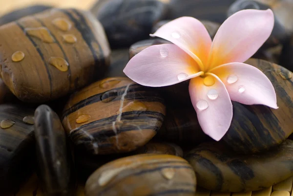 Frangipani e pietra levigata — Foto Stock