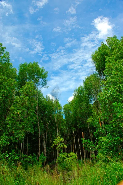 Hutan hijau langit biru — Stok Foto