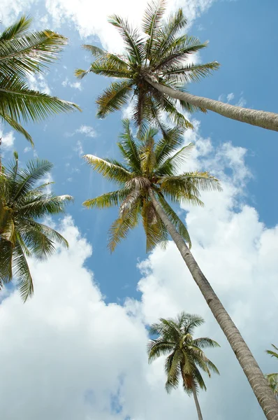 Reach for the sky — Stock Photo, Image