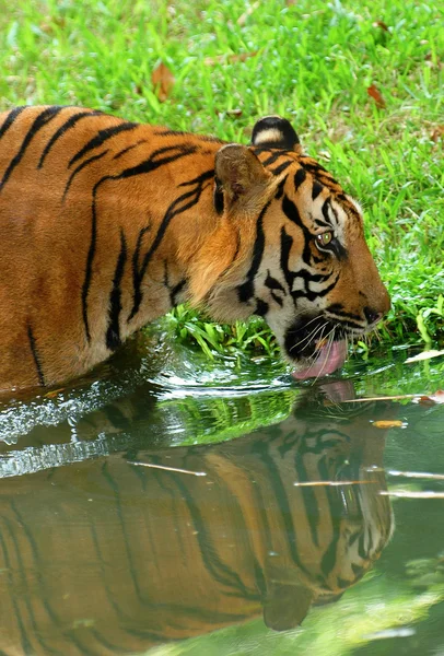 Drinking tiger — Stock Photo, Image
