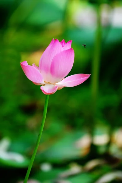 Stock photo of pink water lilies — Stock Photo, Image