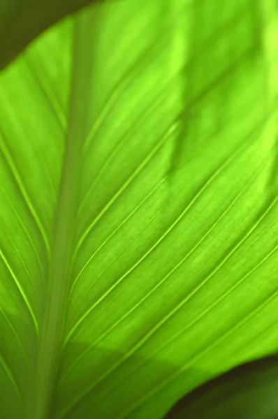 Leaf close up — Stock Photo, Image