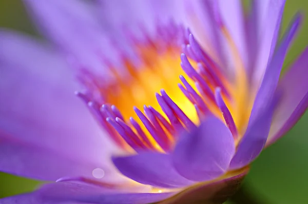 Water lily — Stock Photo, Image