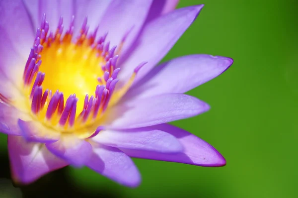 Water Lily — Stock Photo, Image