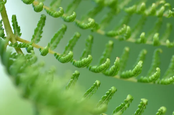 在森林里一棵羊齿植物的详细信息 — 图库照片