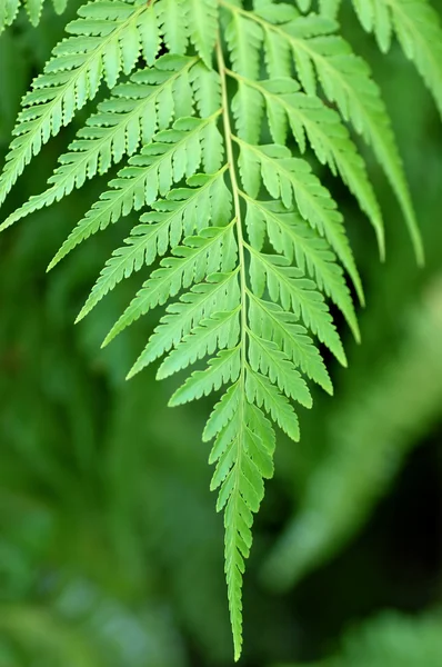 Detalle de una planta de helecho en el bosque — Foto de Stock