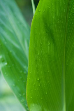 sabah dews tropik çiçekler üzerinde