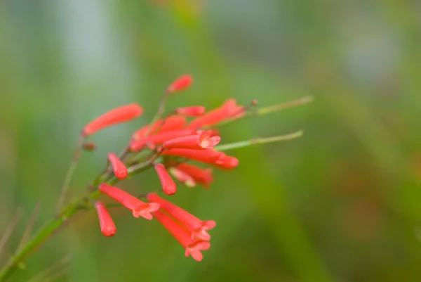 红 russelia — 图库照片