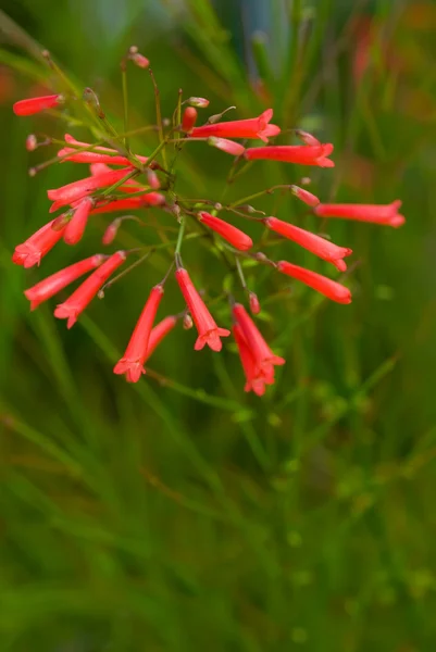 Red russelia — Stock Photo, Image