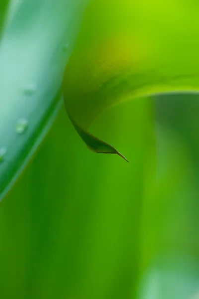 Rocío matutino en flores tropicales — Foto de Stock