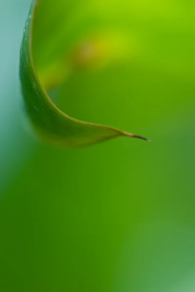 Orvalho da manhã em flores tropicais — Fotografia de Stock