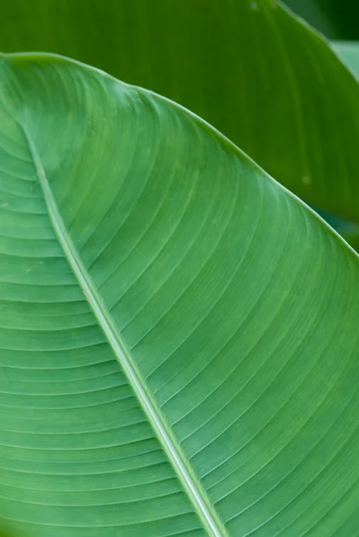 Banana leaf in layers — Stock Photo, Image