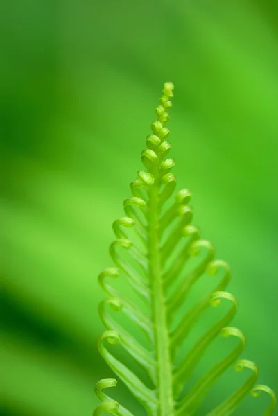 Exotic ferns — Stock Photo, Image