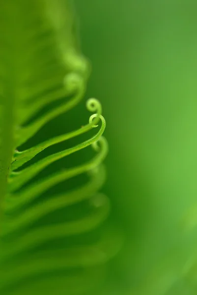 Exotic ferns — Stock Photo, Image