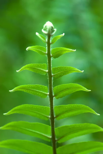 Exotiska ormbunkar — Stockfoto