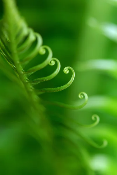 Exotic ferns — Stock Photo, Image