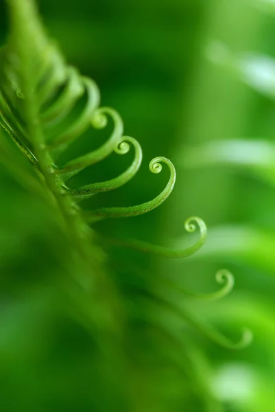 异国情调的蕨类植物 — 图库照片