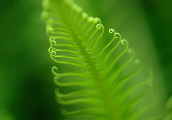 Exotic ferns — Stock Photo, Image