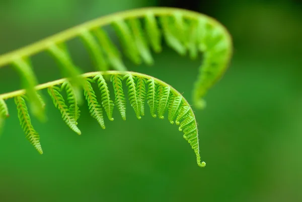 异国情调的蕨类植物 — 图库照片