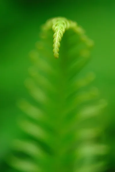 Exotiska ormbunkar — Stockfoto