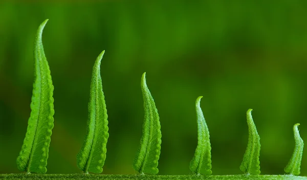 Exotiska ormbunkar — Stockfoto