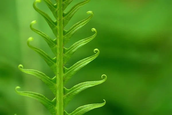 异国情调的蕨类植物 — 图库照片