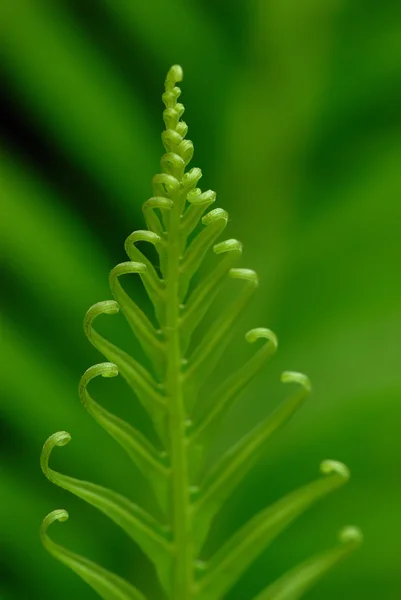 异国情调的蕨类植物 — 图库照片